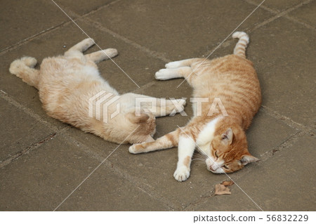 afternoon nap  56832229