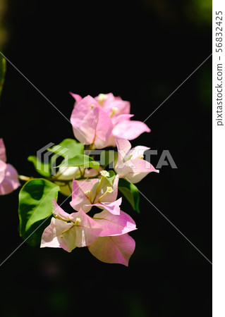 Pink bougainvillea flowers Pink bougainvillea flowers 56832425