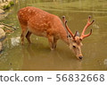 A stag 56832668