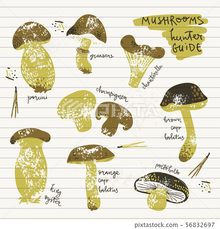 Edible Mushrooms guide poster. Linocut old style. Hand drawn vector illustration. 56832697