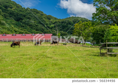 田島農場公園 56834498