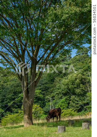 Tajima Farm Park 56834501