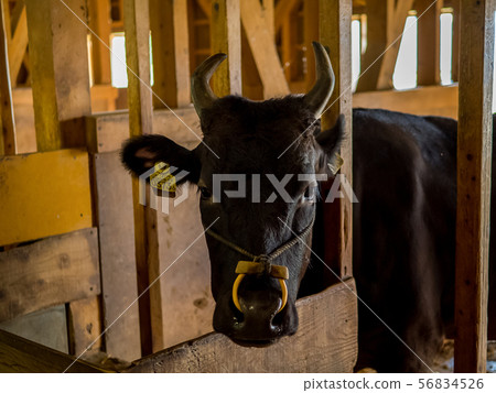 田島農場公園 田島農場公園 56834526