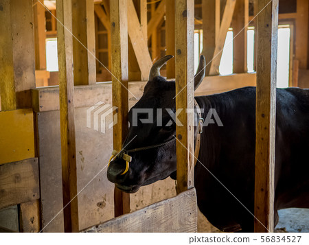 Tajima Farm Park 56834527