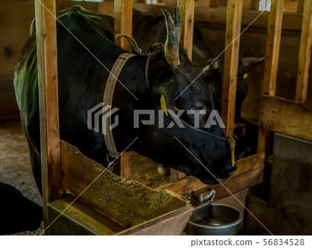 Tajima Farm Park Tajima Farm Park 56834528