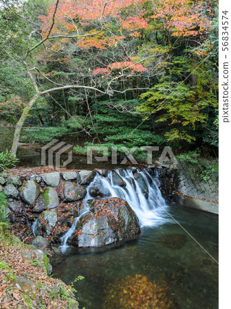 Waterfall at Minoo or Minoh national park in 56834574
