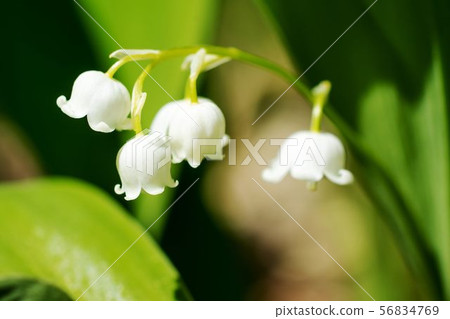 Suzuran Hiratori Town Suzuran Group Fabric 56834769