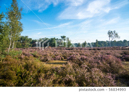 The calm heathland The calm heathland 56834993