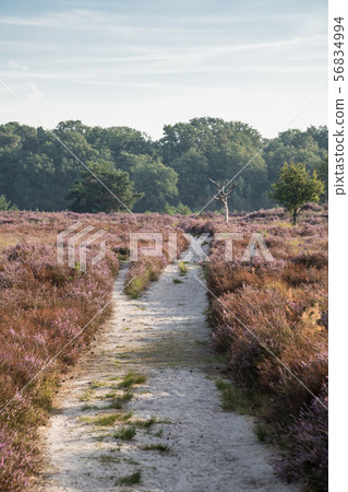 The calm heathland 56834994