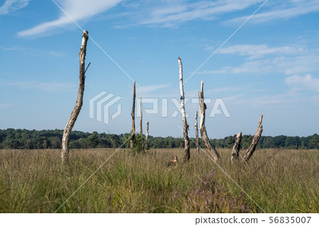 An death tree 56835007