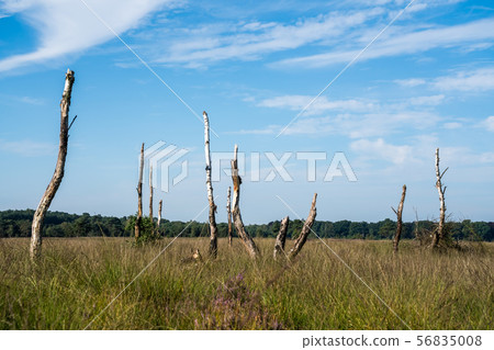 An death tree 56835008