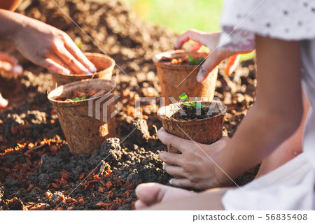 Two asian child girls planting young seedlings 56835408