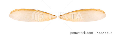Mayfly shadfly isolated on white background / Wing Mayfly shadfly isolated on white background / Wing 56835502
