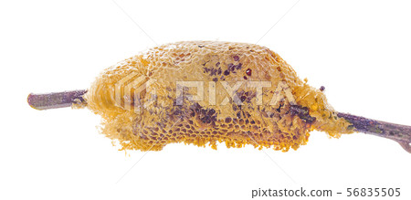 Honeycomb isolated on white background 56835505