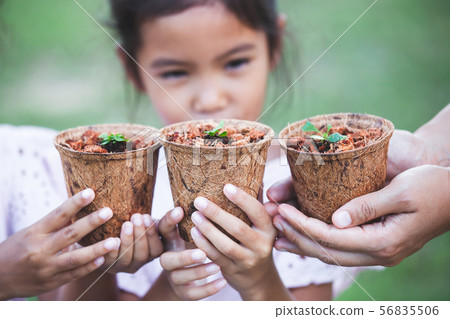 Children and parent hands holding young seedlings 56835506