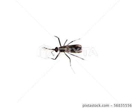 Mosquito isolated on white background 56835556