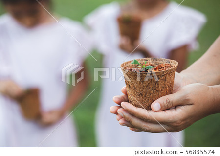 Woman hands holding young seedlings in recycle pot 56835574