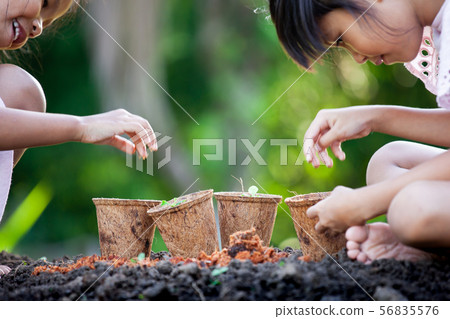 Two asian child girls planting young seedlings 56835576