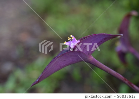 野花Murasaki Goten 56835612