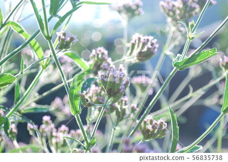 Asahi willow flower Asahi willow flower 56835738