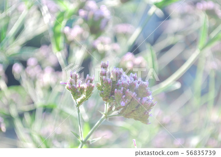 朝日柳花 56835739