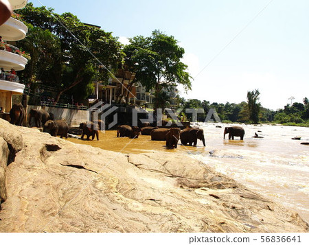 Elephant Orphanage 56836641