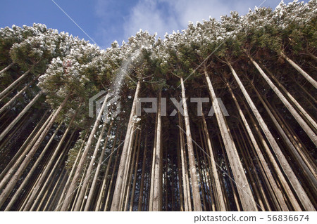 降雪 - 雪落在雪松森林和秋天的冬天場面。 56836674
