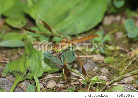 Miyama Macane 56836685