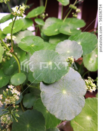 水菇 水菇 56836754