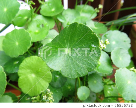 水菇 水菇 56836758