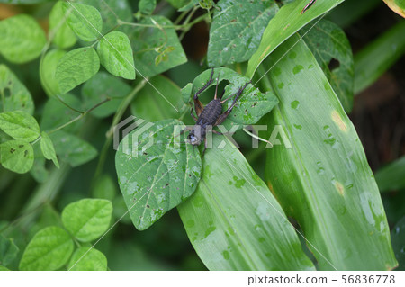 Enmacricket larva Enmacricket larva 56836778