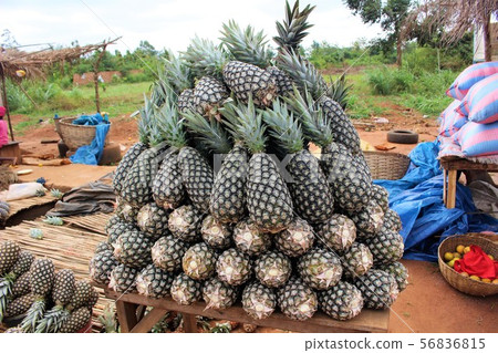 在貝寧共和國的農村菠蘿 56836815