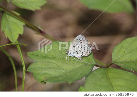 Yamato Shizimi 56836976