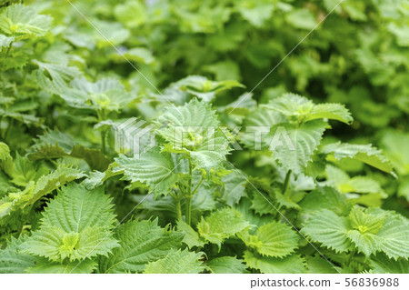 Perilla summer vegetable garden blue shiso Perilla summer vegetable garden blue shiso 56836988