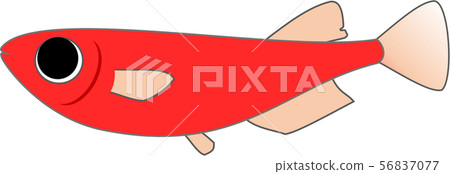 紅色Medaka男性 56837077