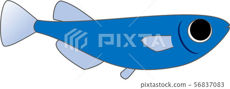 Ao Medaka female Ao Medaka female 56837083