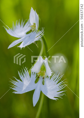 Egret Sogakuso 56837142