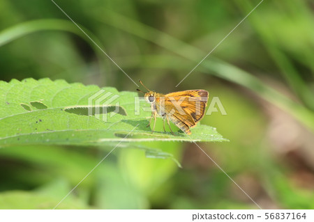 Kimadaraseseri 56837164