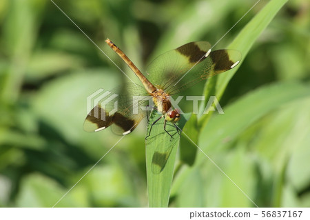 Miyama Macane 56837167