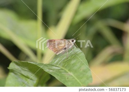 Flying turtle seseli 56837173