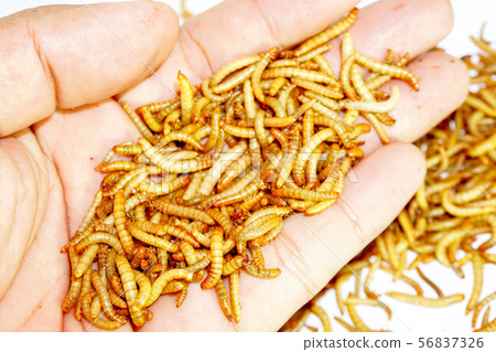 worm animal wiggle on hand for check quality worm animal wiggle on hand for check quality 56837326