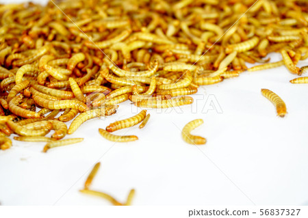 worm animal wiggle on the floor. wildlife life worm animal wiggle on the floor. wildlife life 56837327