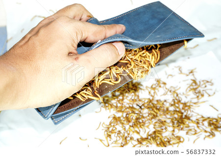 worm animal in the money wallet with hand worm animal in the money wallet with hand 56837332