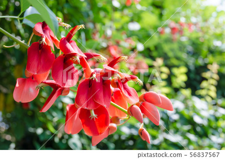 Deigo的美國花 56837567