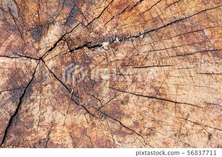 wood texture wood texture 56837711