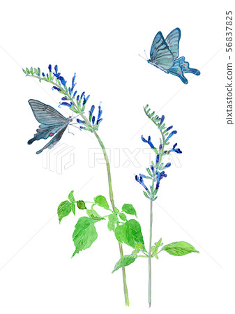 Meadow Sage and Blue Butterfly Watercolor 56837825