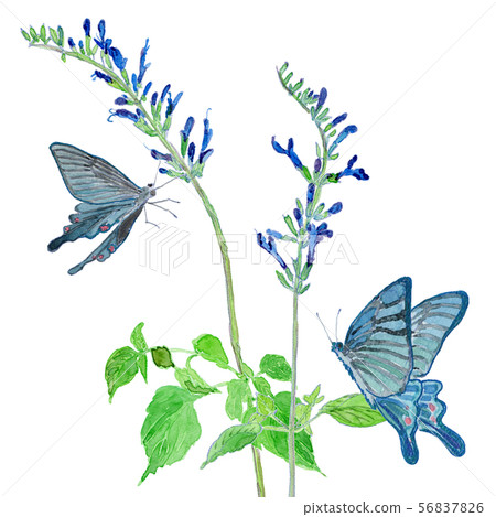 Meadow Sage and Blue Butterfly Square 56837826