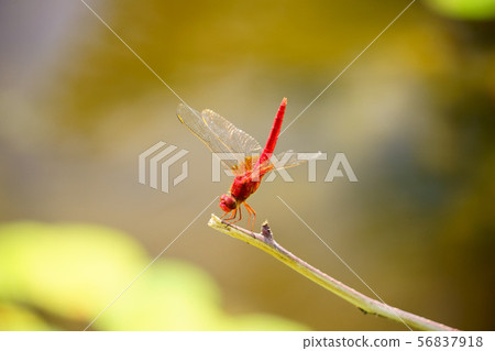 Red dragonfly feather glows 4 56837918