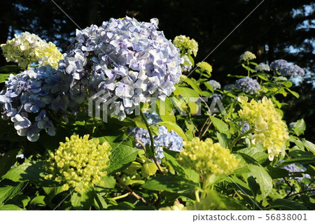 Hydrangea at Kobayashi Temple in Nihonmatsu City, Fukushima Prefecture Hydrangea at Kobayashi Temple in Nihonmatsu City, Fukushima Prefecture 56838001
