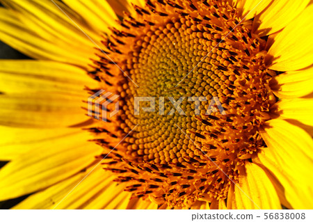 close-up of a beautiful sunflower in a field 56838008